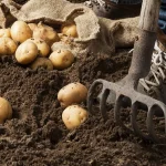 Cultivo Desterrado, el proyecto gaditano que rescata el navazo