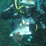 Alga asiática en Andalucía: cómo una invasora clonada amenaza praderas marinas, pesca y economía